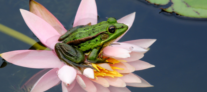 Frog On Pink Water Lily wallpaper 720x320