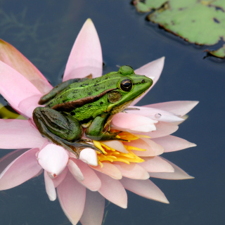 Kostenloses Frog On Pink Water Lily Wallpaper für iPad