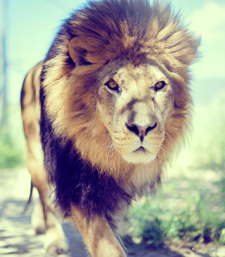 Lion - Obrázkek zdarma pro iPhone 6 Plus