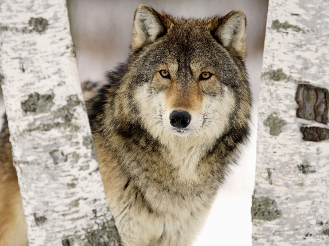 Sfondi Wolf in Midwestern United States 1152x864