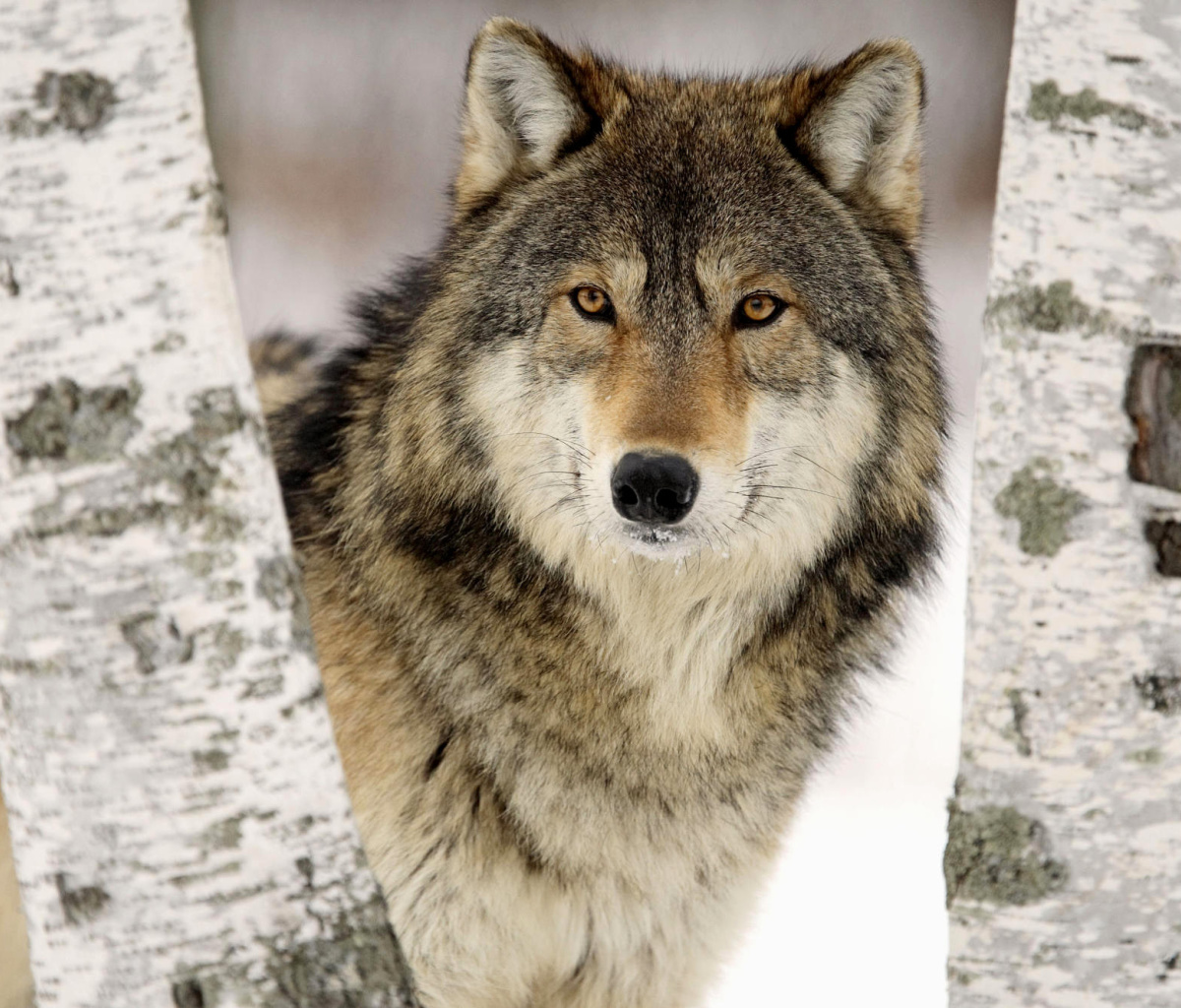 Fondo de pantalla Wolf in Midwestern United States 1200x1024