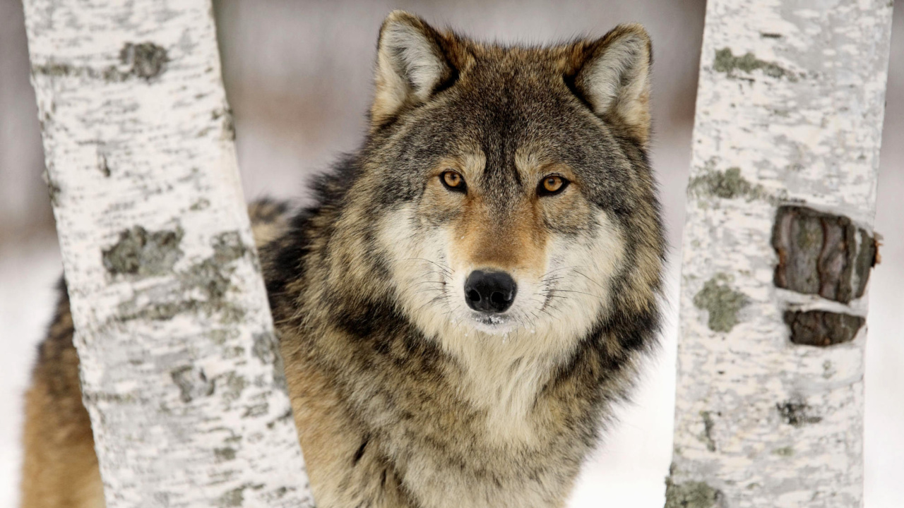 Обои Wolf in Midwestern United States 1280x720