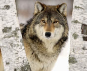 Wolf in Midwestern United States wallpaper 176x144