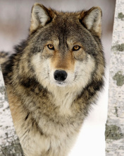 Wolf in Midwestern United States wallpaper 176x220