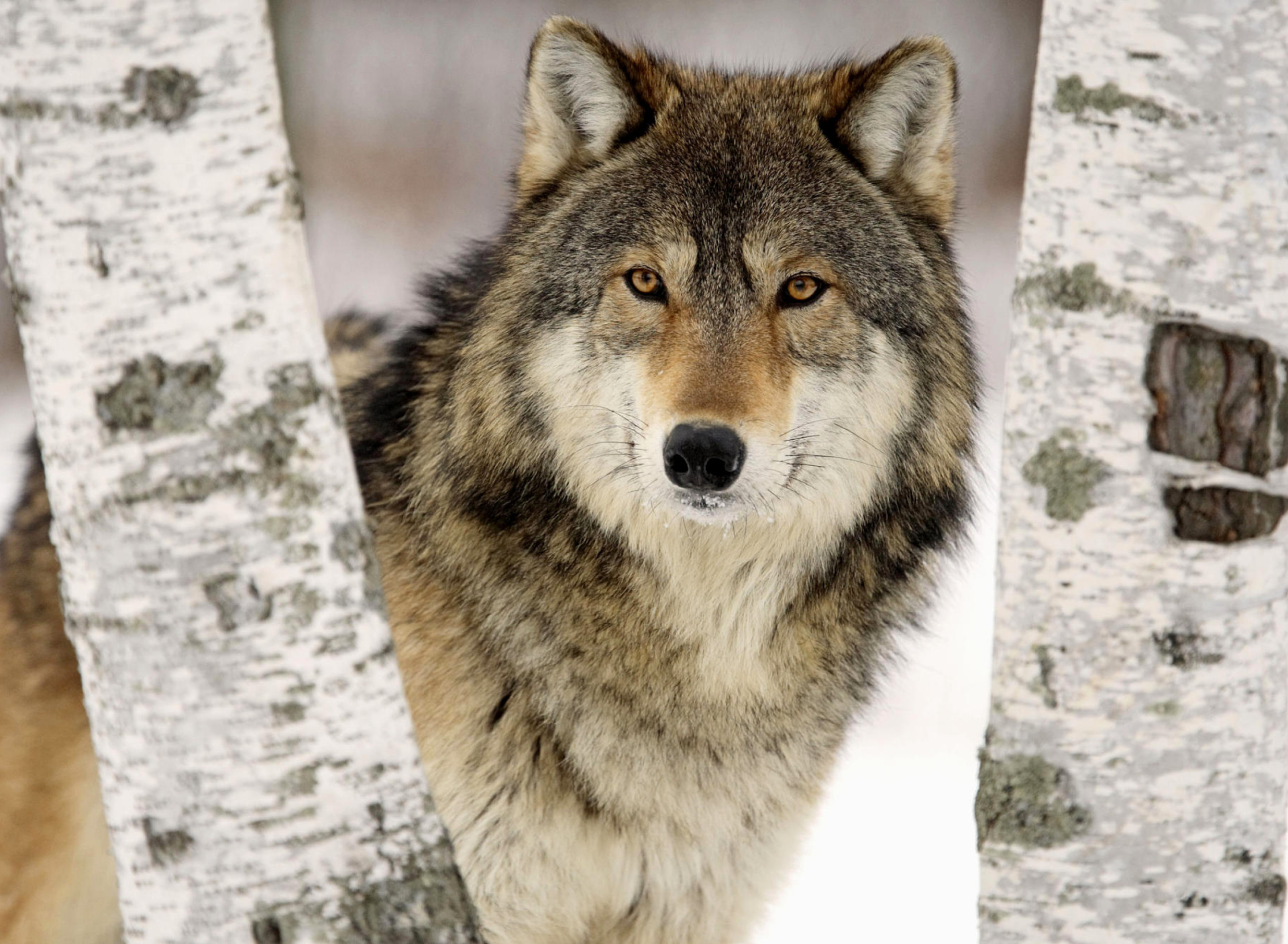 Wolf in Midwestern United States wallpaper 1920x1408