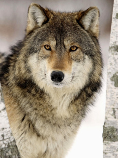 Das Wolf in Midwestern United States Wallpaper 240x320