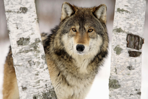 Sfondi Wolf in Midwestern United States 480x320