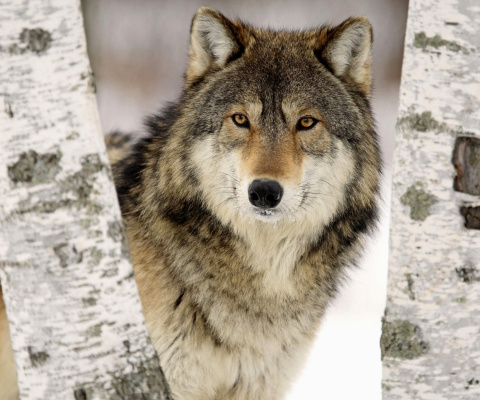 Fondo de pantalla Wolf in Midwestern United States 480x400