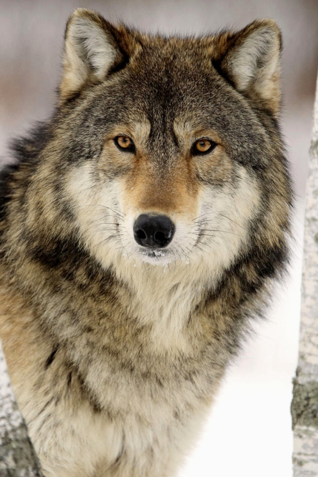 Fondo de pantalla Wolf in Midwestern United States 640x960