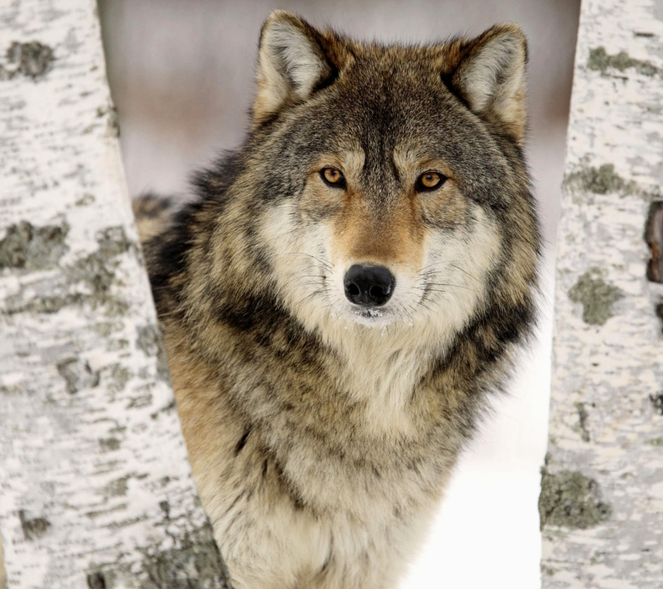 Wolf in Midwestern United States wallpaper 960x854