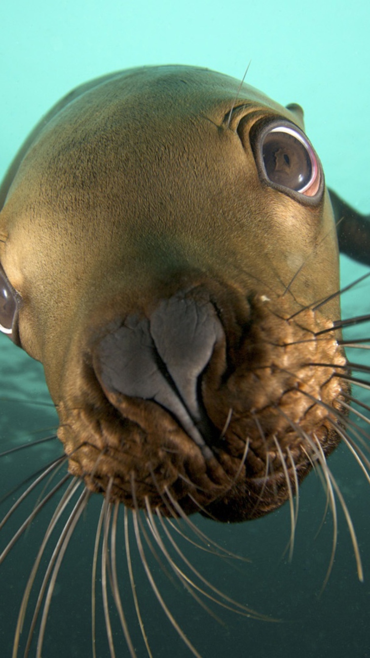 Обои Seal Close Up 750x1334