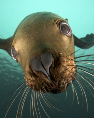 Seal Close Up - Obrázkek zdarma pro iPhone 5