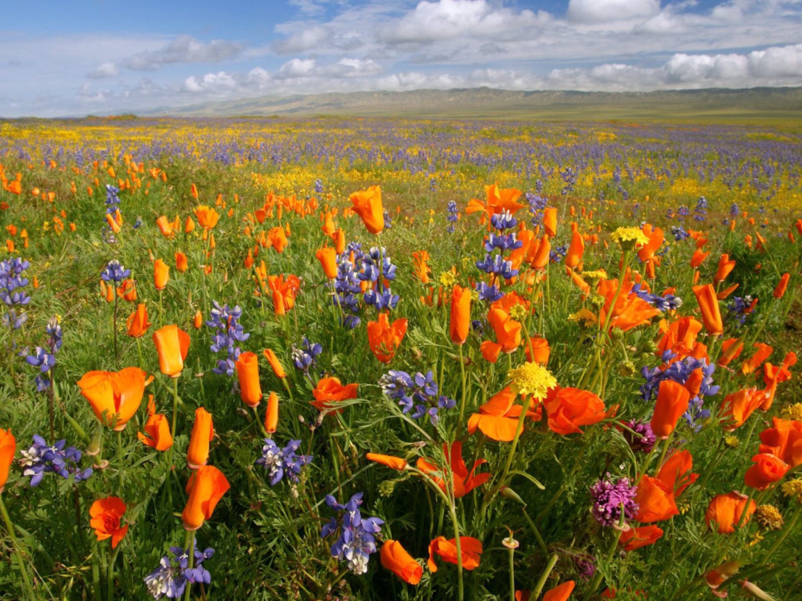 Fondo de pantalla California Carrizo Plain 1152x864