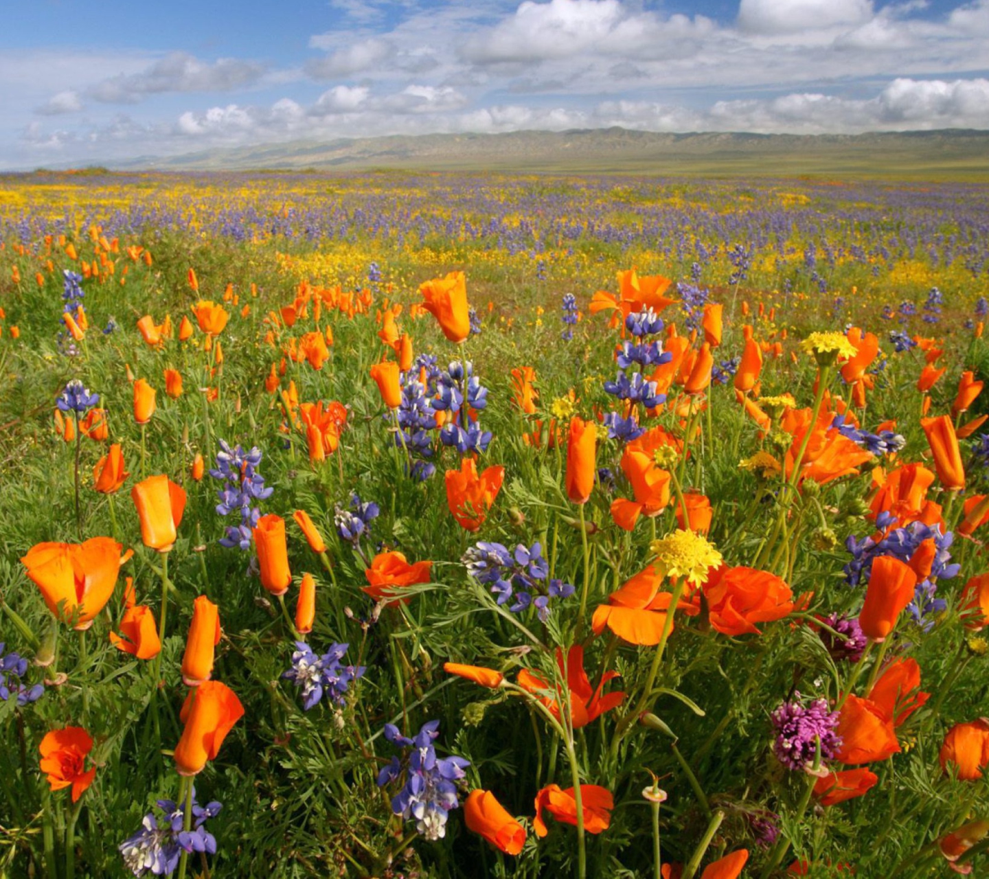 Screenshot №1 pro téma California Carrizo Plain 1440x1280