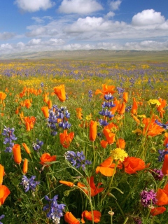 Screenshot №1 pro téma California Carrizo Plain 240x320