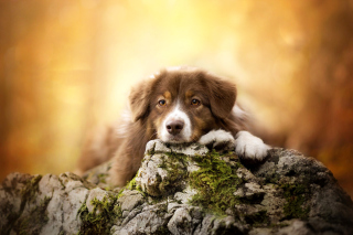 Sad Puppy Picture for Android, iPhone and iPad