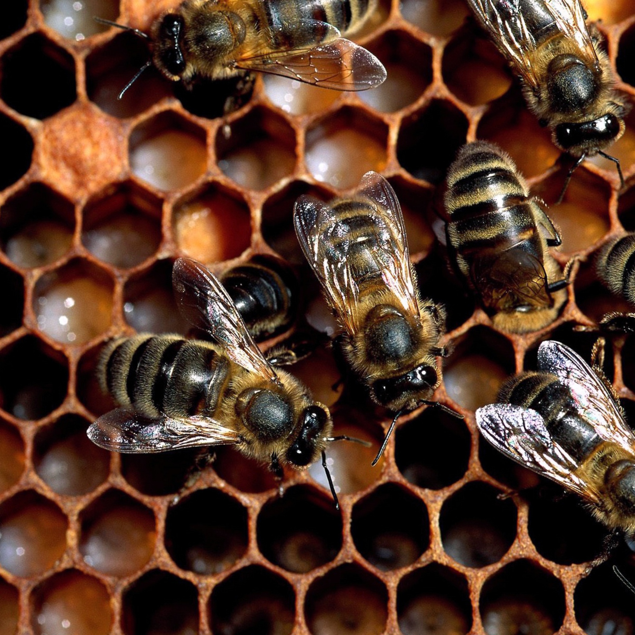 Das Bee Wallpaper 2048x2048