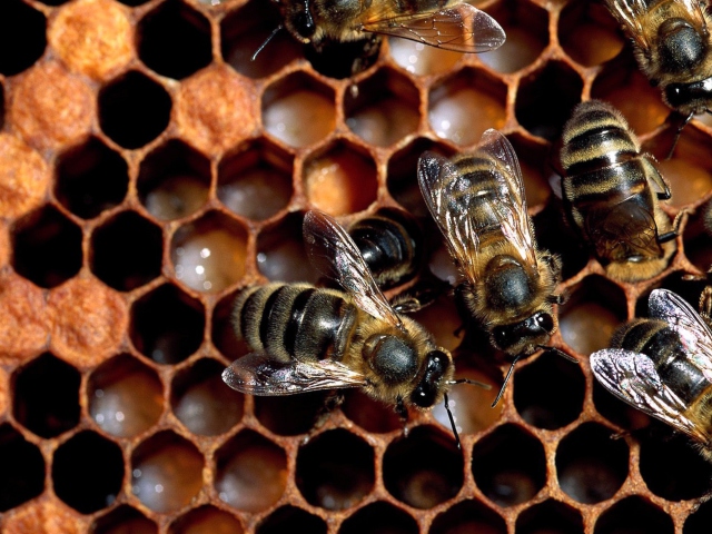 Das Bee Wallpaper 640x480
