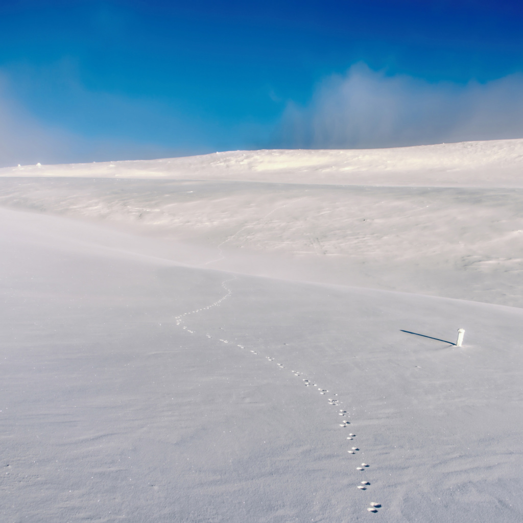Обои Footprints on snow field 1024x1024