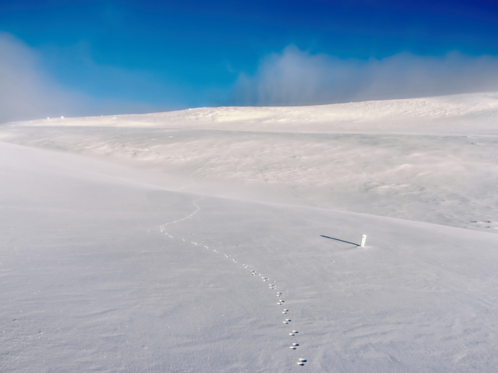 Das Footprints on snow field Wallpaper 1024x768