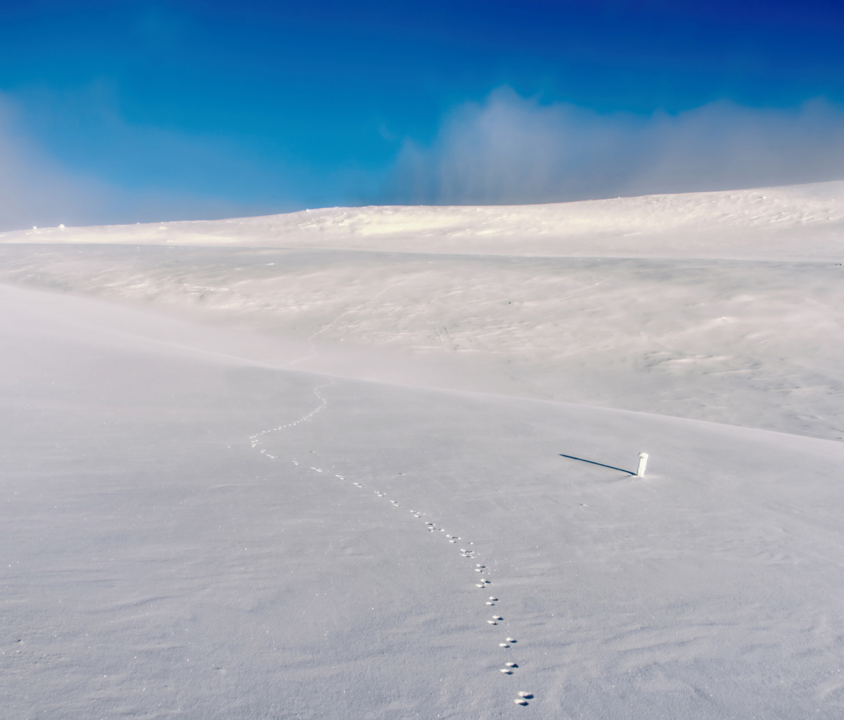 Das Footprints on snow field Wallpaper 1200x1024