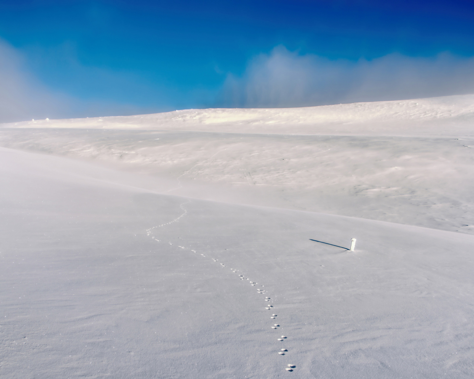 Das Footprints on snow field Wallpaper 1600x1280