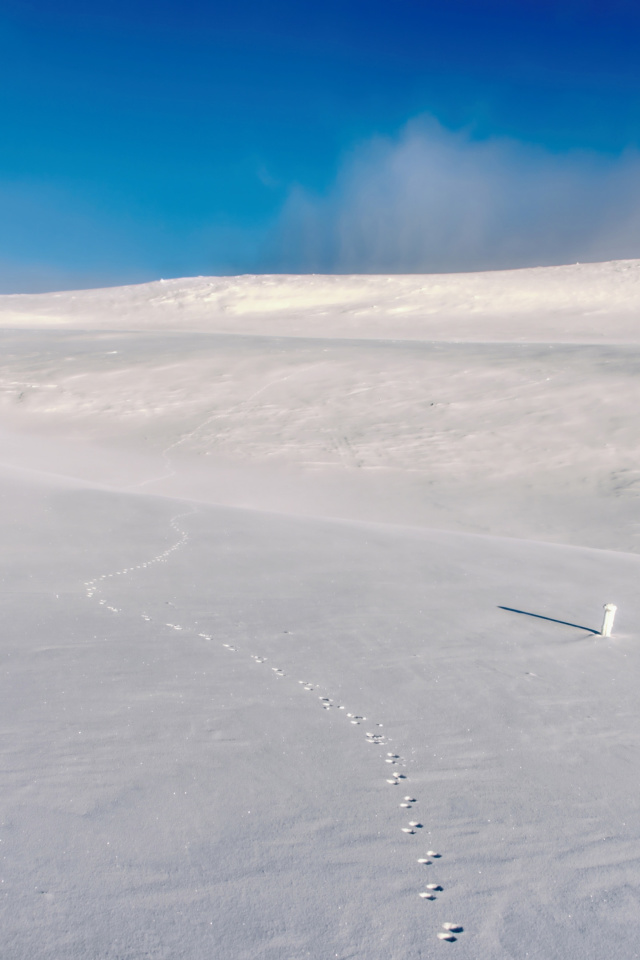 Das Footprints on snow field Wallpaper 640x960