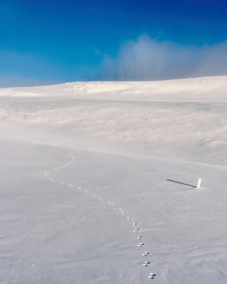 Footprints on snow field - Obrázkek zdarma pro 128x160