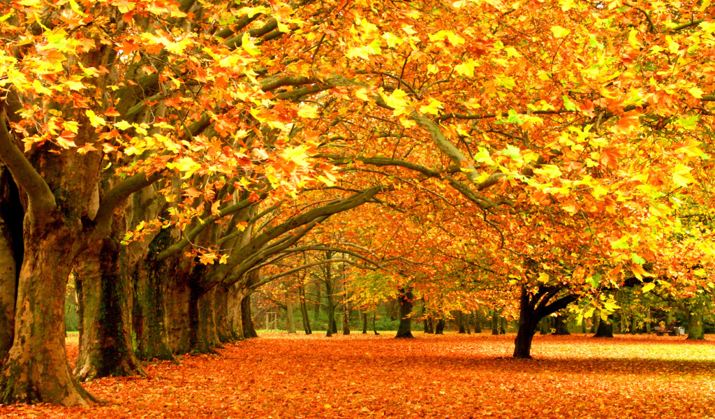 Autumn Trees wallpaper 1024x600