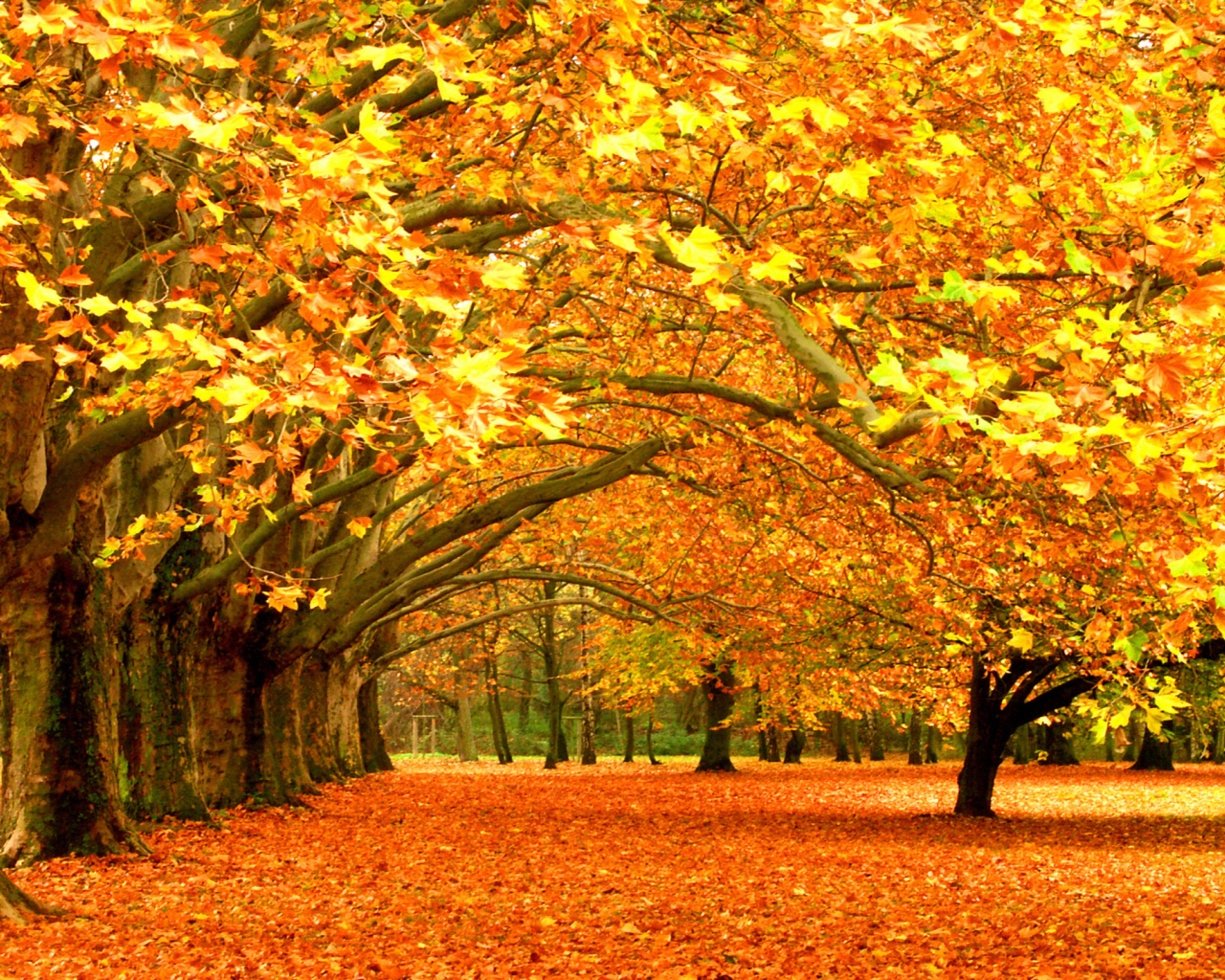 Autumn Trees screenshot #1 1280x1024