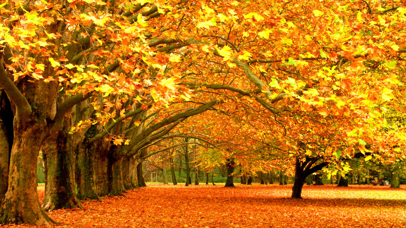 Autumn Trees wallpaper 1366x768