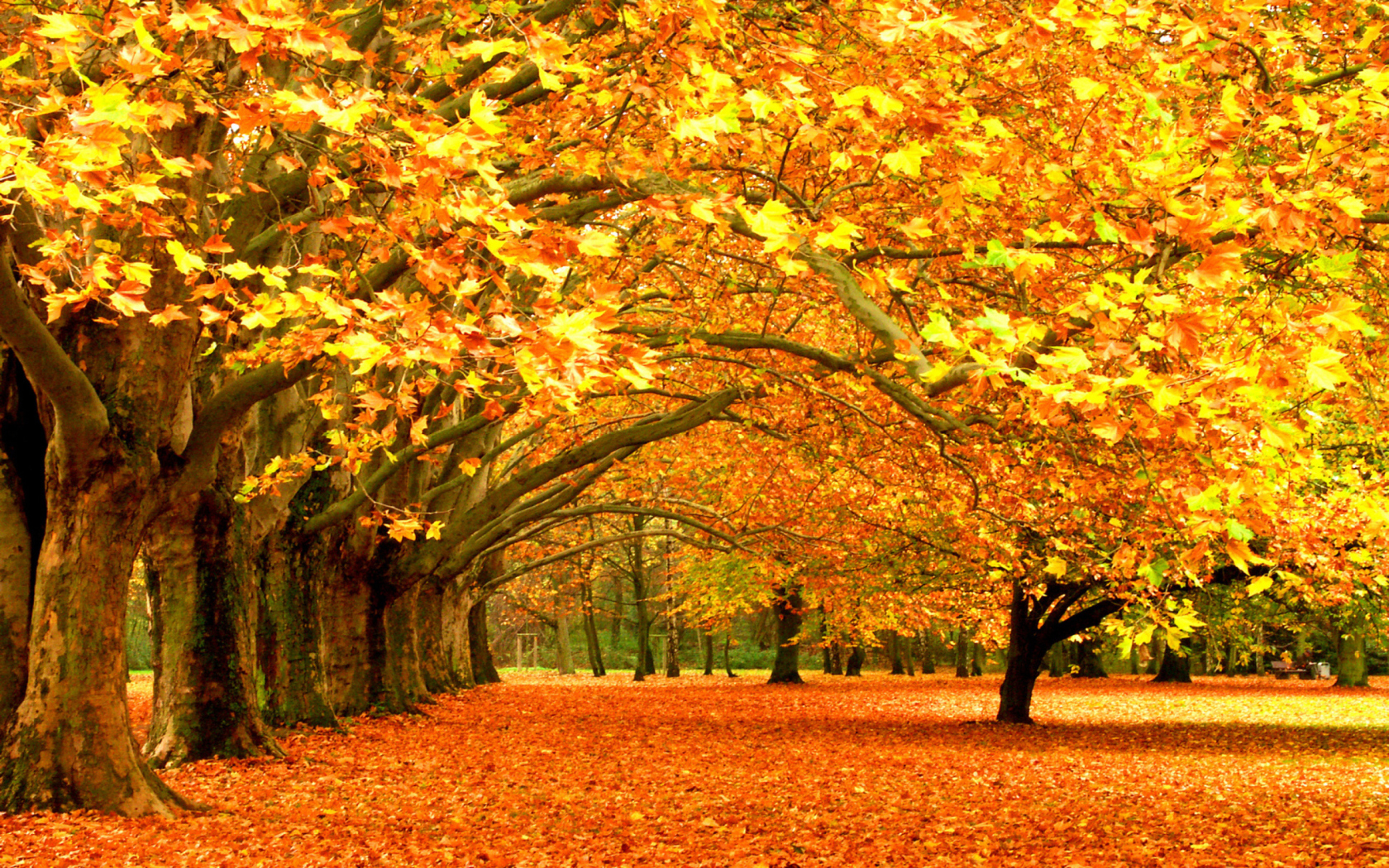 Screenshot №1 pro téma Autumn Trees 1680x1050