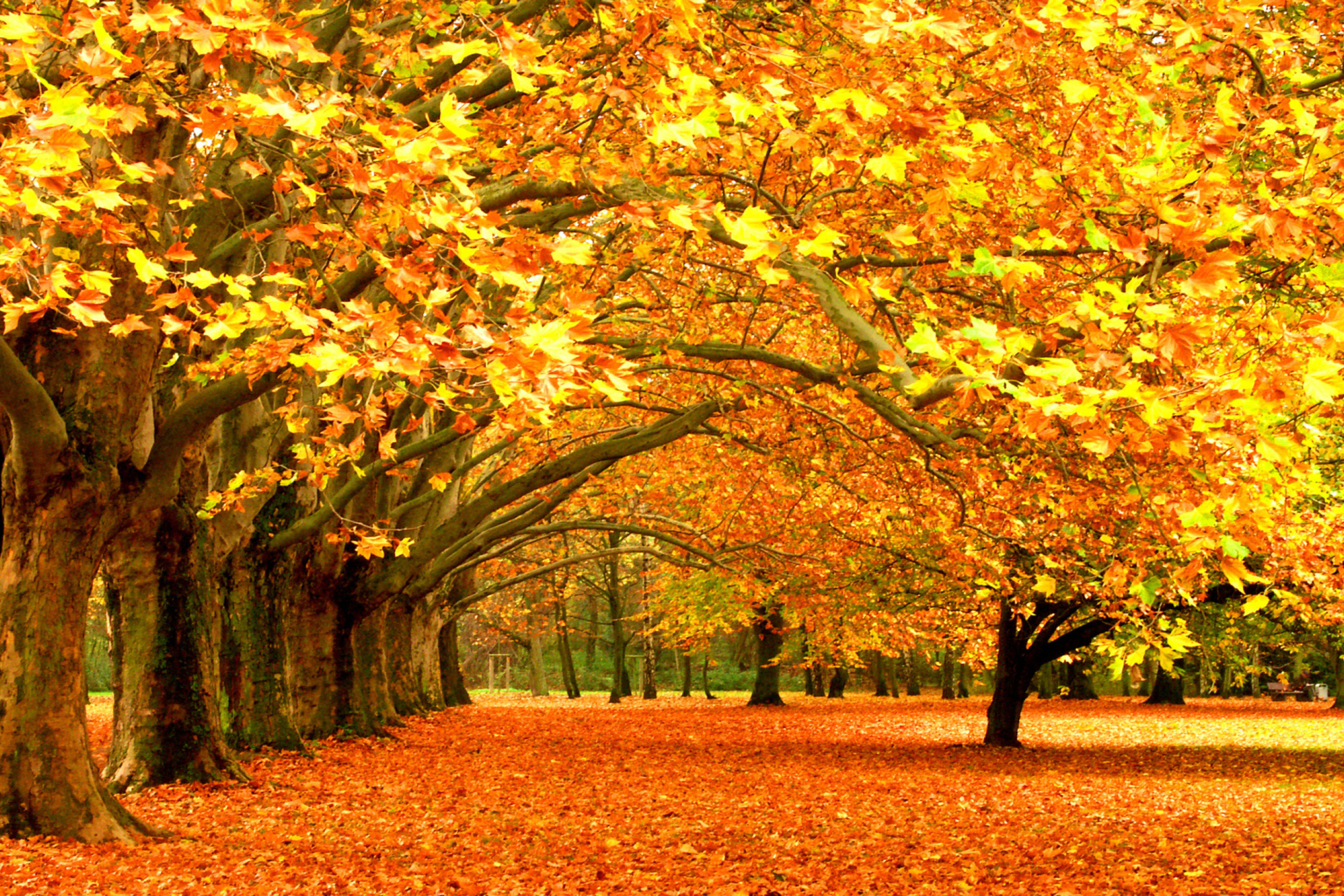 Autumn Trees wallpaper 2880x1920
