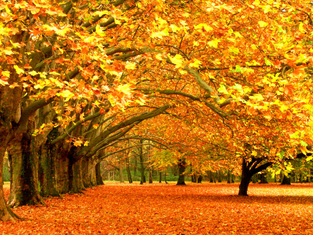 Обои Autumn Trees 640x480
