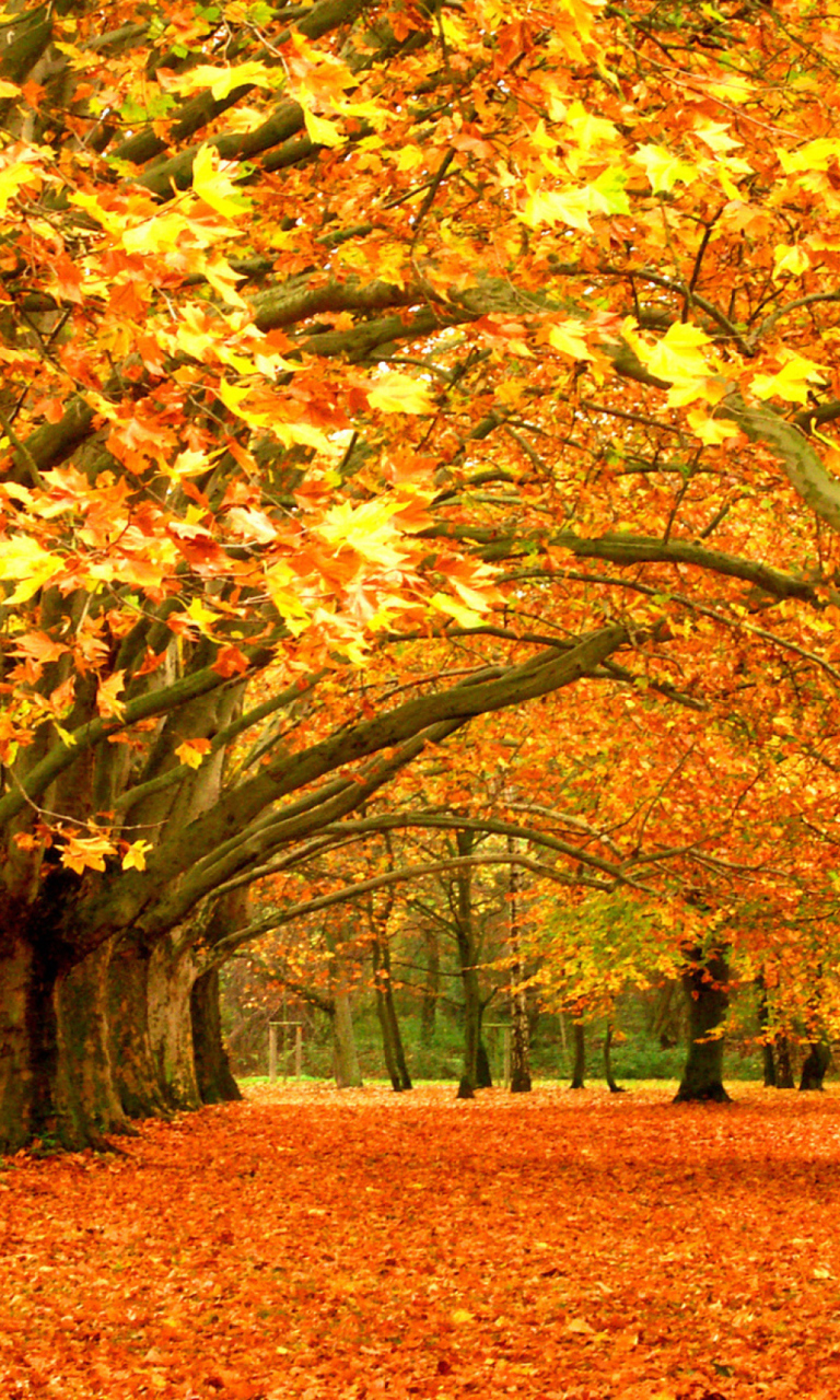 Screenshot №1 pro téma Autumn Trees 768x1280