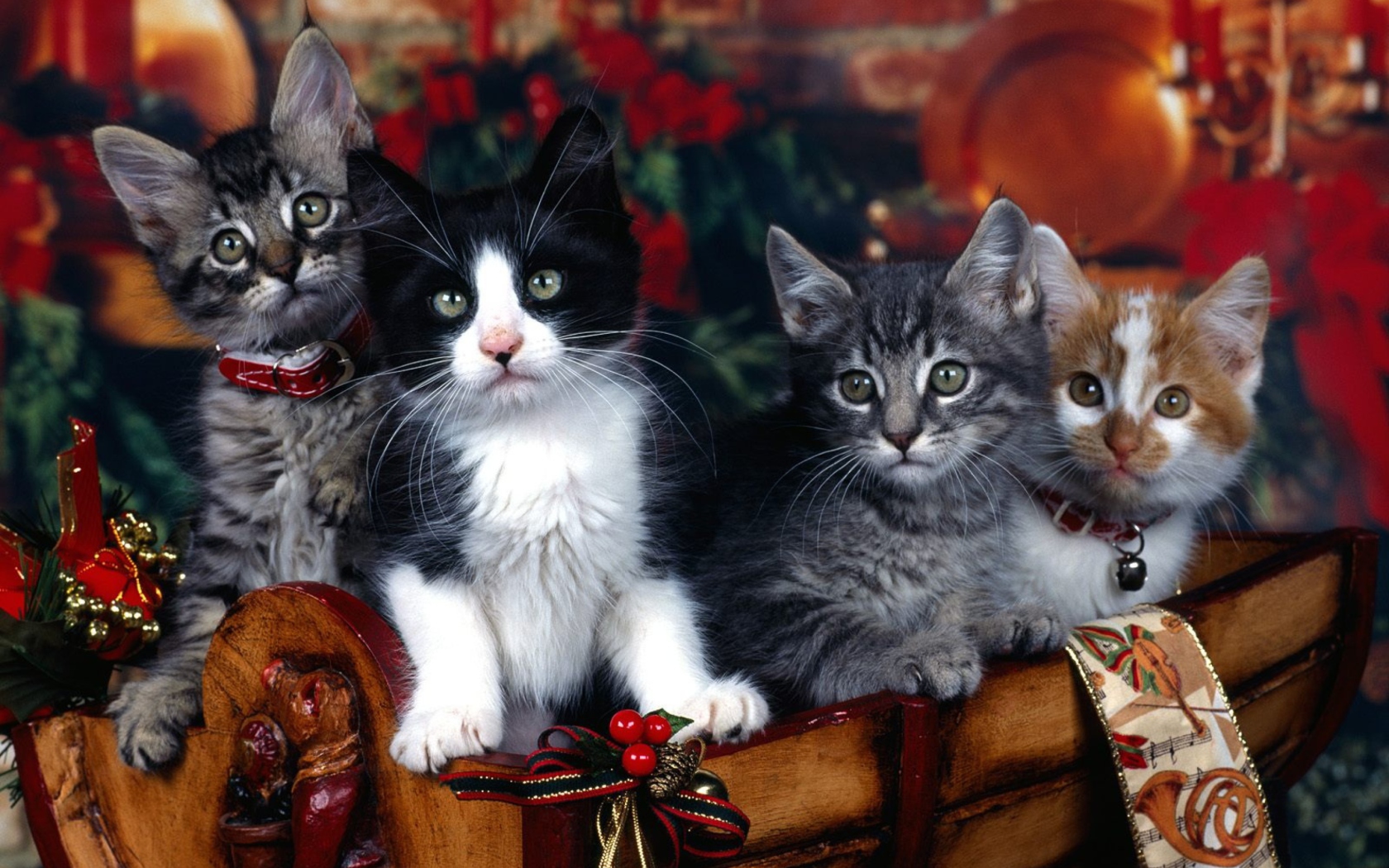 Fondo de pantalla Christmas Cats 1680x1050