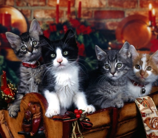 Christmas Cats - Obrázkek zdarma pro 208x208