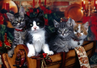 Kostenloses Christmas Cats Wallpaper für Android, iPhone und iPad
