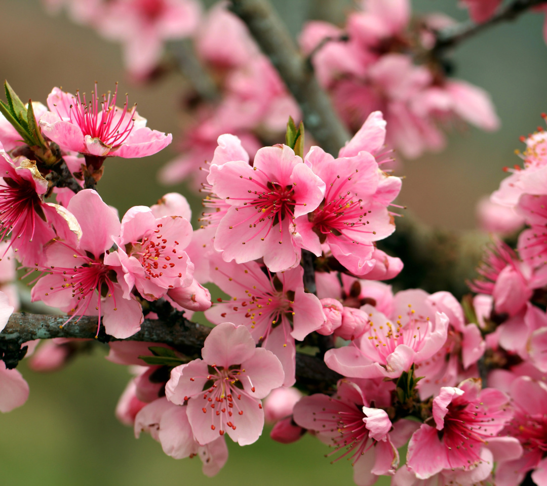 Sfondi Spring apple tree blossoms 1080x960