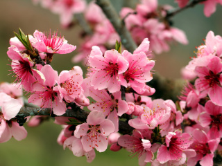 Screenshot №1 pro téma Spring apple tree blossoms 320x240