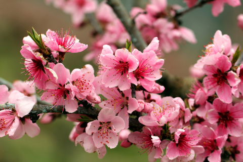 Fondo de pantalla Spring apple tree blossoms 480x320