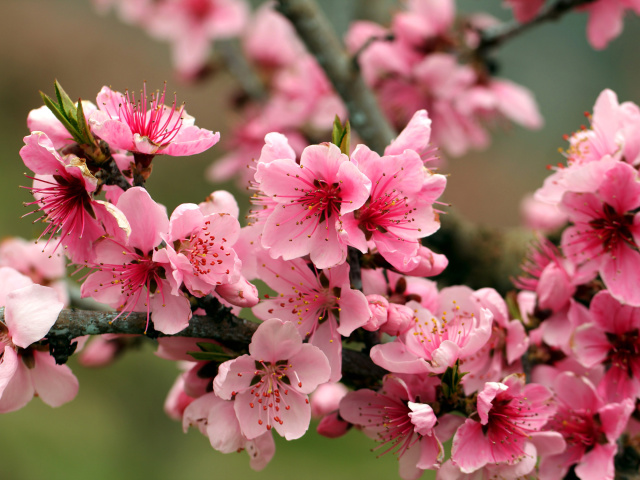 Spring apple tree blossoms wallpaper 640x480