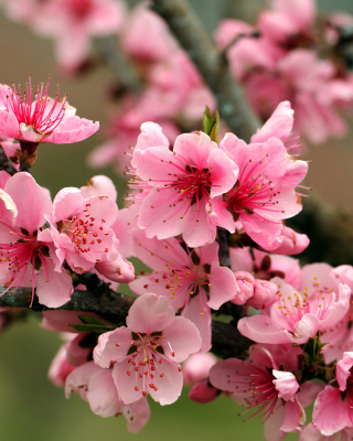 Spring apple tree blossoms - Obrázkek zdarma pro 176x220