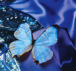 Blue Butterfly - Fondos de pantalla gratis para iPad Air