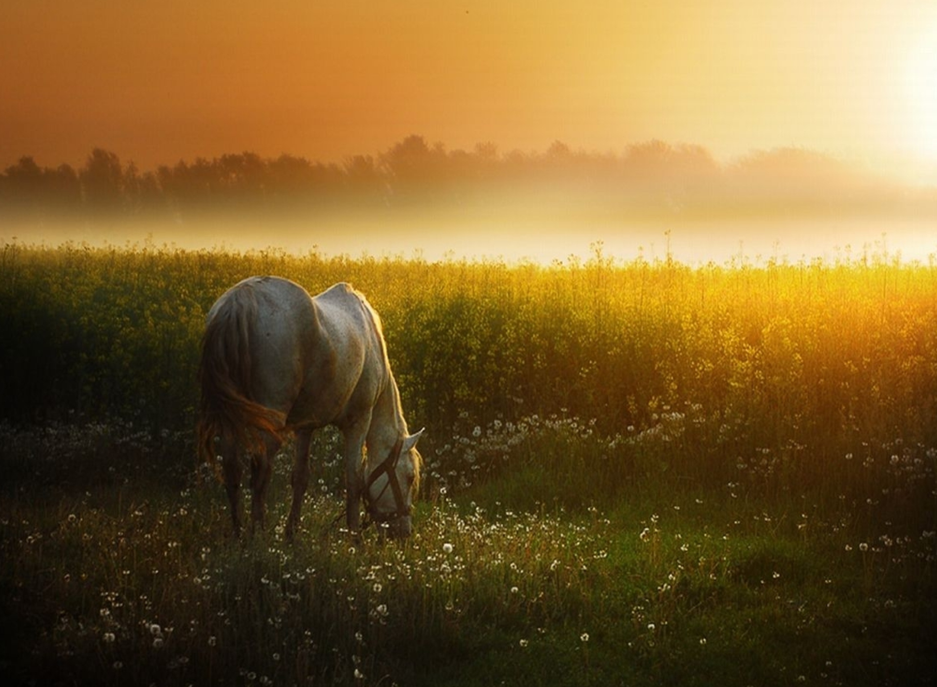 White Horse At Sunset Meadow screenshot #1 1920x1408