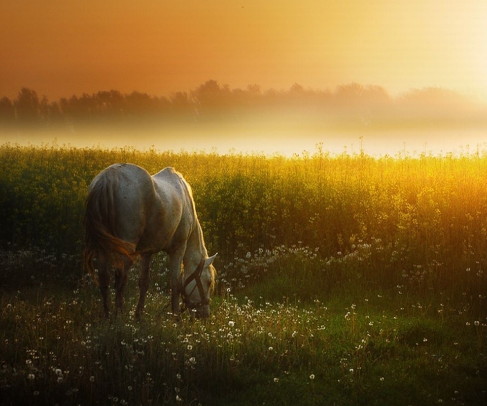 White Horse At Sunset Meadow screenshot #1 960x800