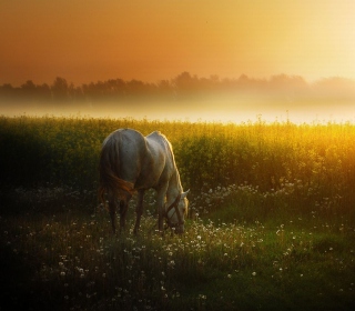 White Horse At Sunset Meadow - Obrázkek zdarma pro 2048x2048
