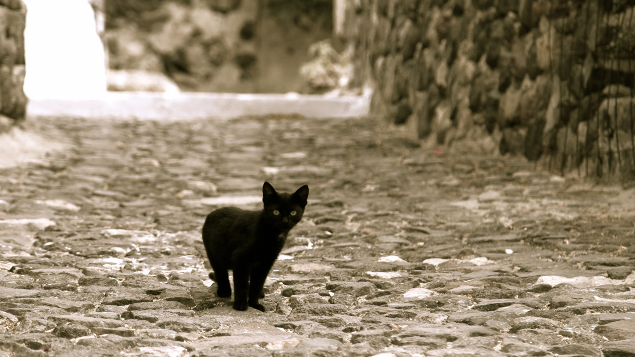 Screenshot №1 pro téma Little Black Kitten 1280x720