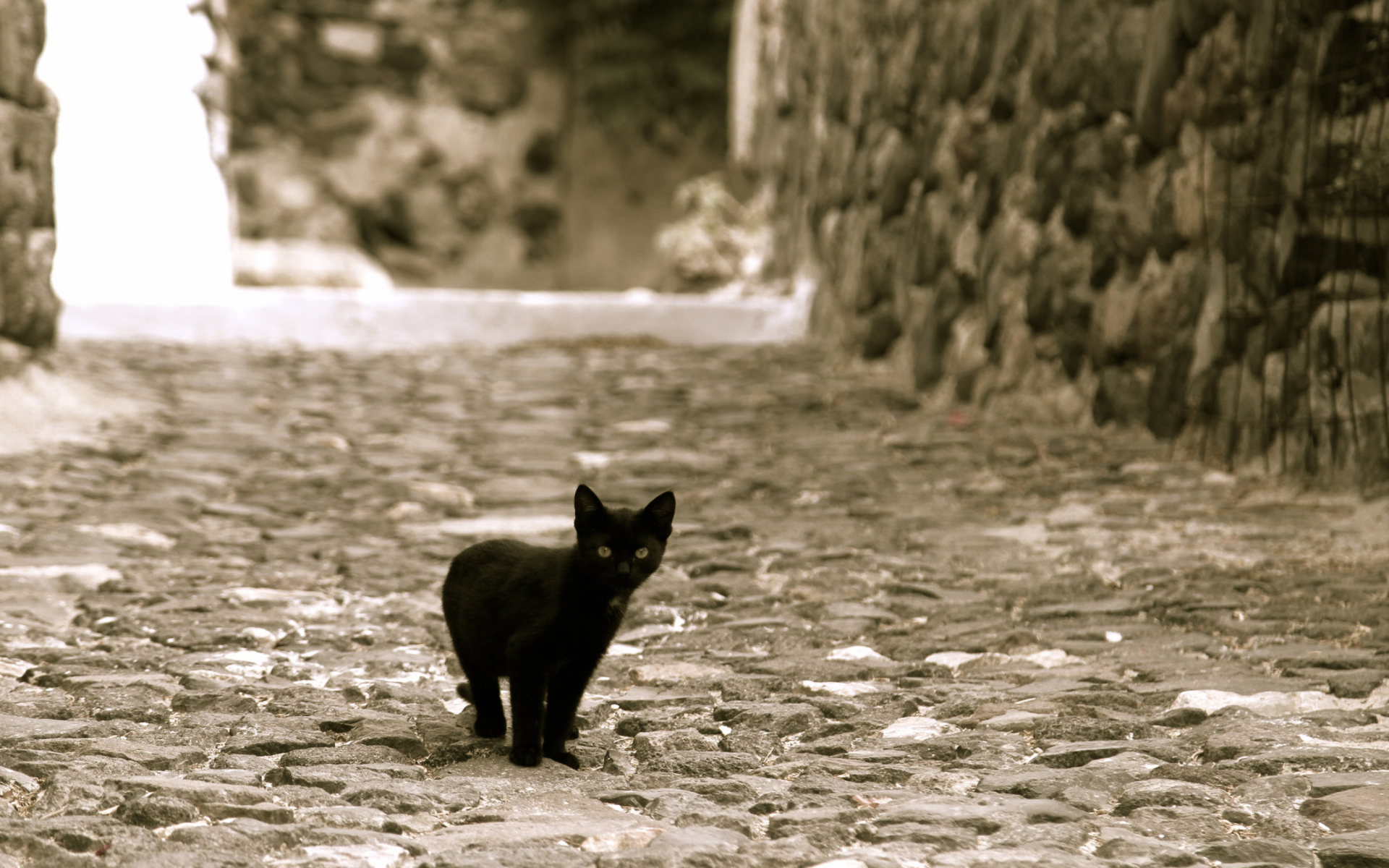 Fondo de pantalla Little Black Kitten 1920x1200