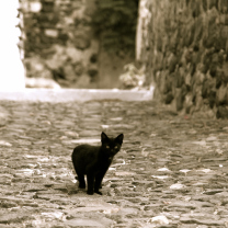 Sfondi Little Black Kitten 208x208